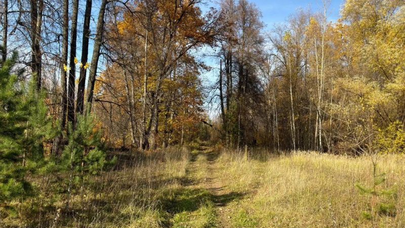 В лесах Марий Эл официально закрыт пожароопасный сезон