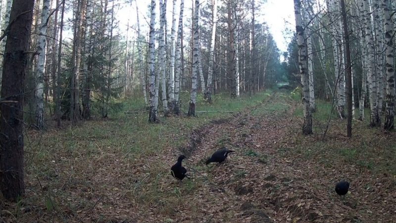 В лесах Марий Эл тетерева перестают гулять поодиночке