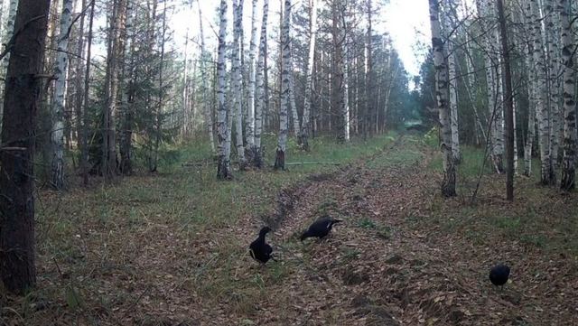 В лесах Марий Эл тетерева перестают гулять поодиночке
