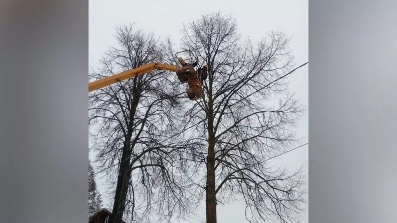 Вес шошылан ямдылат