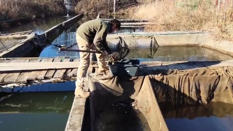 Мальки сазана, выращенные в Марий Эл, осваивают Волгу