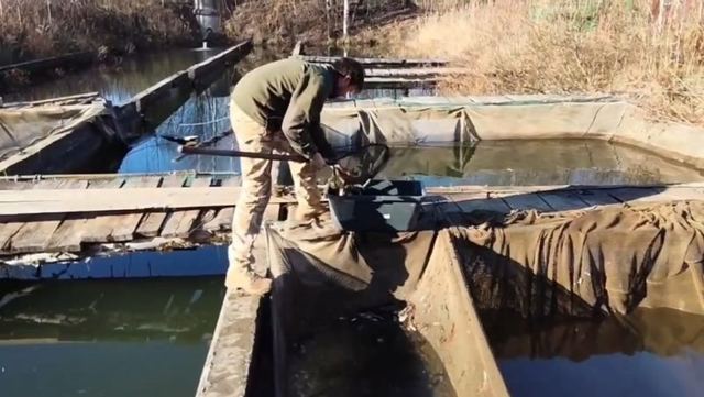 Мальки сазана, выращенные в Марий Эл, осваивают Волгу